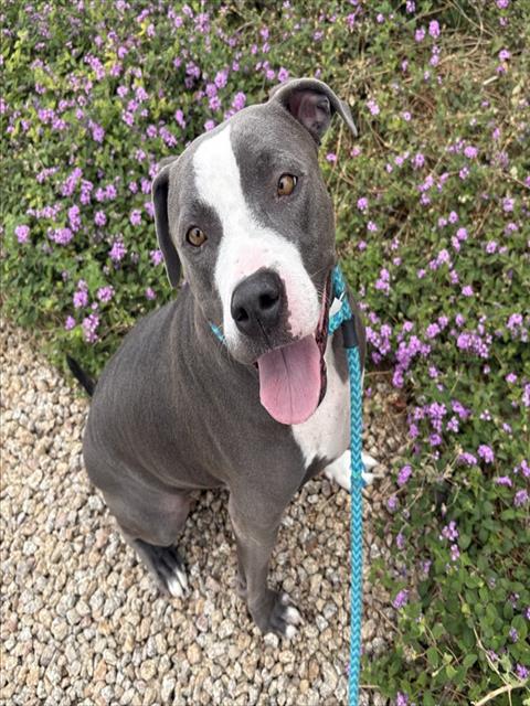 HABOOB, an adoptable American Staffordshire Terrier in Mesa, AZ