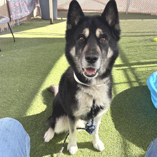 JAX, an adoptable Husky in Mesa, AZ