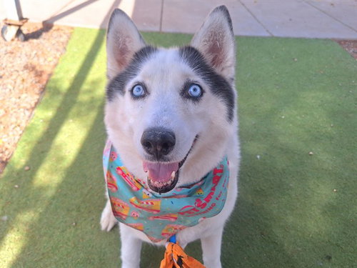 FARINA, an adoptable Siberian Husky in Mesa, AZ