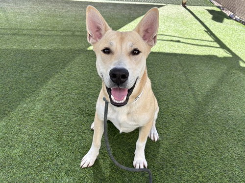 TIKI, an adoptable German Shepherd Dog in Mesa, AZ