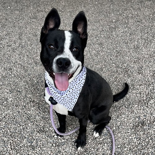 LINK, an adoptable American Pit Bull Terrier in Mesa, AZ