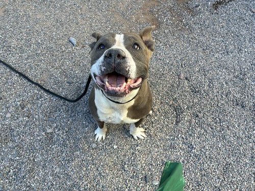 DIABLO, an adoptable American Pit Bull Terrier in Mesa, AZ