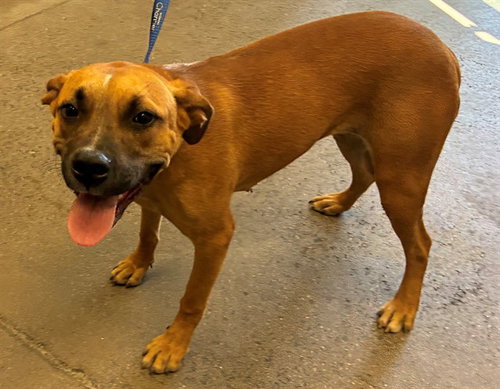 MONICA, an adoptable Boxer in Mesa, AZ