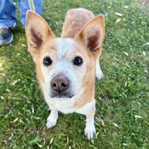 SKY, an adoptable Australian Cattle Dog in Mesa, AZ