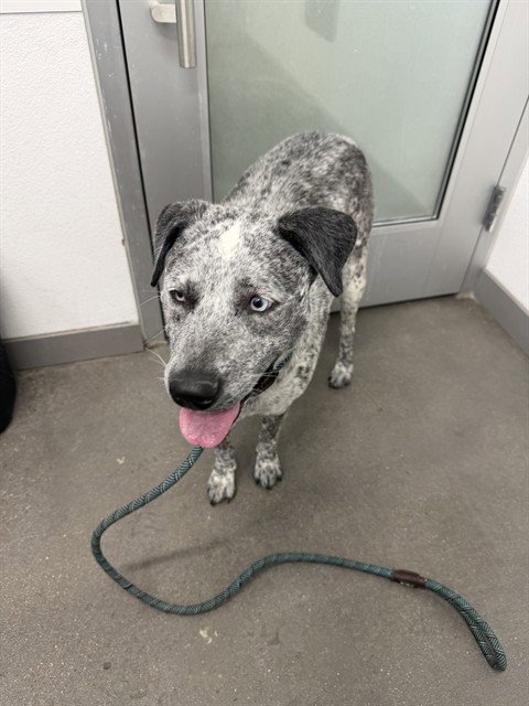 POPCORN, an adoptable Australian Cattle Dog in Mesa, AZ