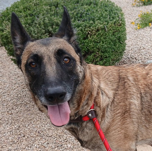 KIWI, an adoptable German Shepherd Dog in Mesa, AZ