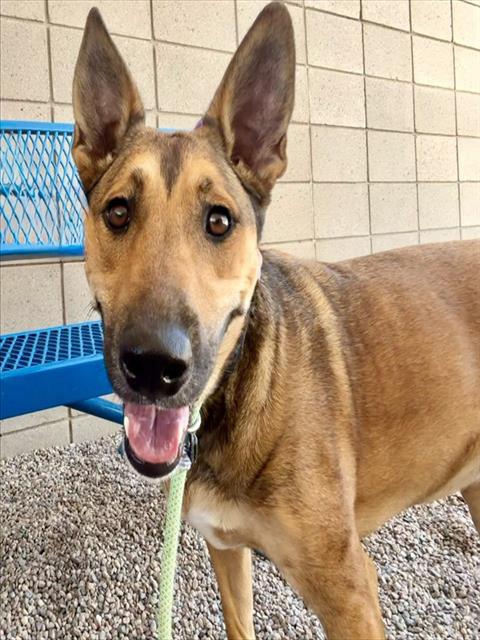 EMBER, an adoptable German Shepherd Dog in Mesa, AZ
