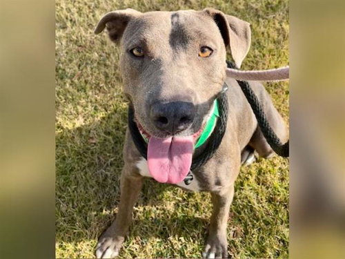 IMANI, an adoptable American Pit Bull Terrier in Mesa, AZ