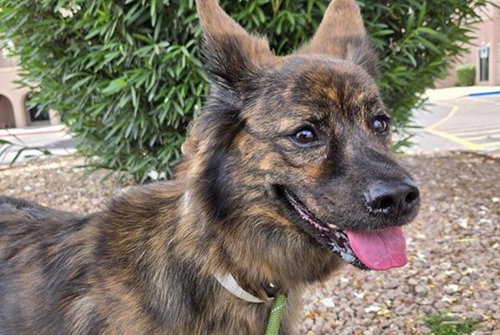 PENNI, an adoptable Australian Shepherd in Mesa, AZ