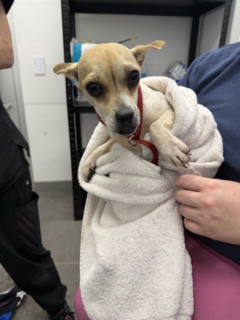 MAYNARD, an adoptable Chihuahua in Mesa, AZ