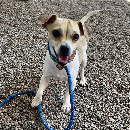 UNDERBITE, an adoptable Chihuahua in Mesa, AZ