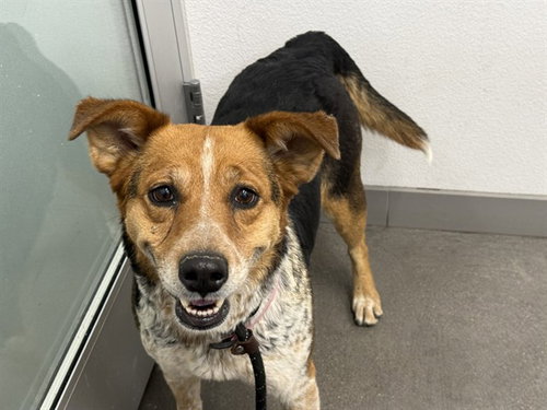 FEATHER, an adoptable Border Collie in Mesa, AZ