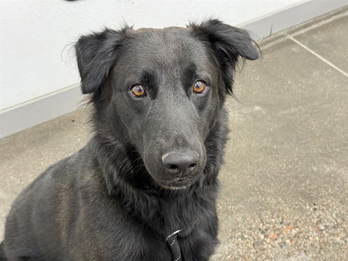 DIGGZ, an adoptable Australian Shepherd in Mesa, AZ