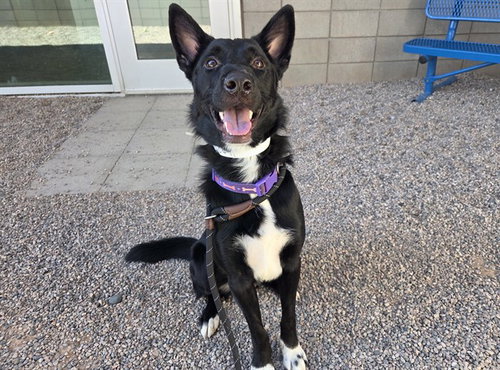POE, an adoptable Husky in Mesa, AZ