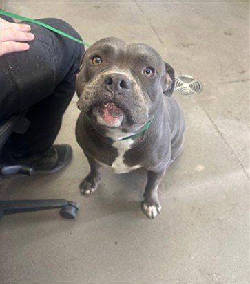 CHUNGO BUNGO, an adoptable American Pit Bull Terrier in Mesa, AZ
