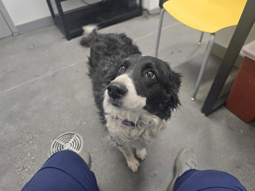 DENVER, an adoptable Border Collie in Mesa, AZ