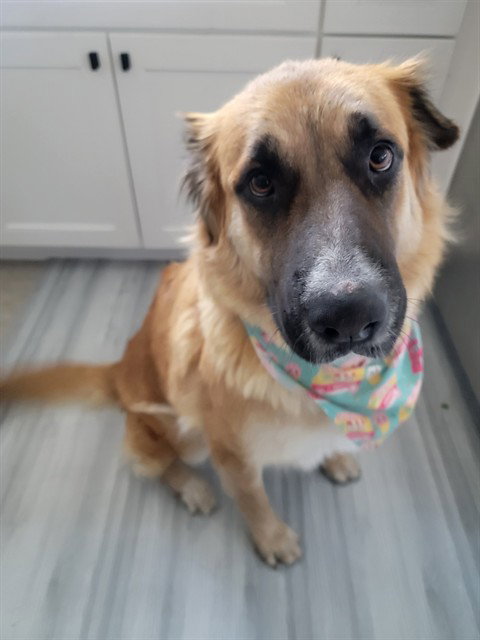 CLOVER, an adoptable German Shepherd Dog in Mesa, AZ
