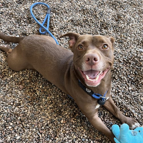 BEAR CLAW, an adoptable Labrador Retriever in Mesa, AZ