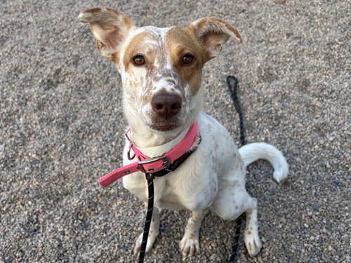 FRECKLES, an adoptable Australian Cattle Dog in Mesa, AZ