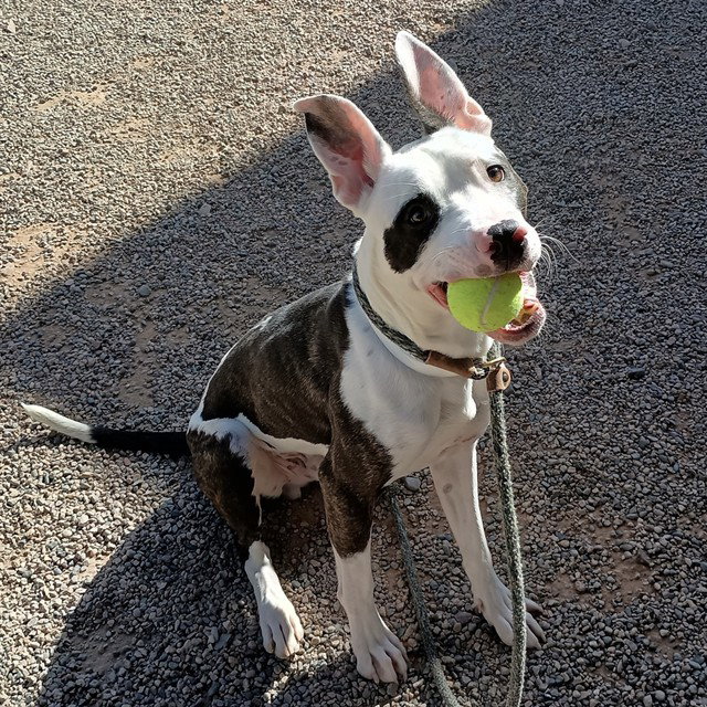 PETEY