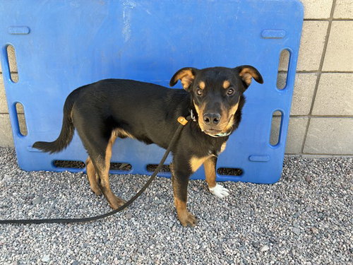 DANTE, an adoptable Rottweiler in Mesa, AZ