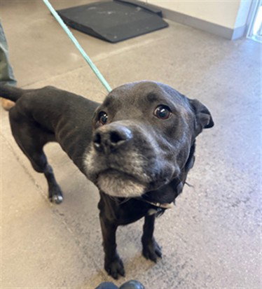 CYCLONE, an adoptable American Pit Bull Terrier in Mesa, AZ