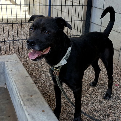 CYCLONE, an adoptable American Pit Bull Terrier in Mesa, AZ