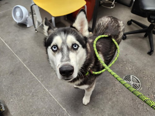 BUZZ LIGHTYEAR, an adoptable Husky in Mesa, AZ