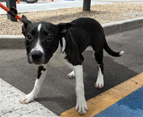 PINKY PIE, an adoptable Boxer in Mesa, AZ