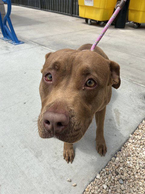 KALLIOP, an adoptable American Pit Bull Terrier in Mesa, AZ