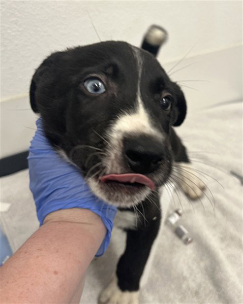 DAVID BOWIE, an adoptable Border Collie in Mesa, AZ