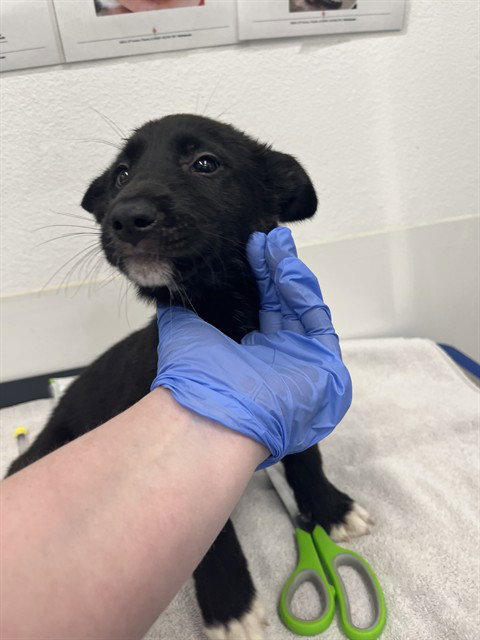 CHER, an adoptable Border Collie in Mesa, AZ