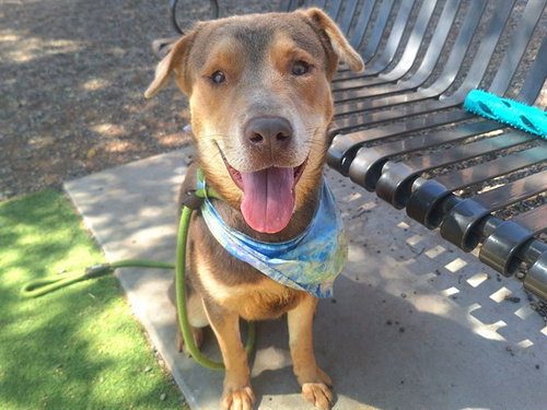 SNICKERDOODLE, an adoptable Rottweiler in Mesa, AZ