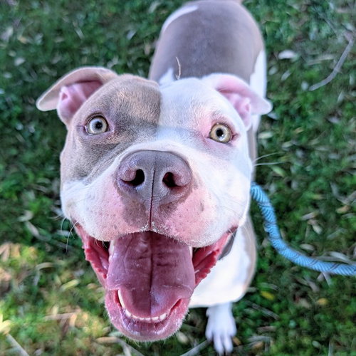 BONITA, an adoptable American Pit Bull Terrier in Mesa, AZ