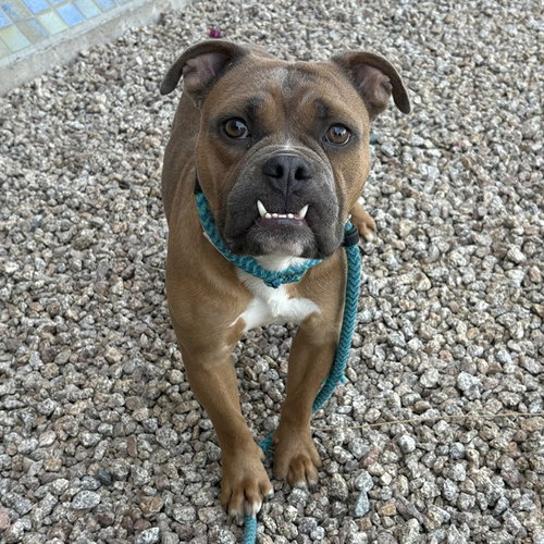 JESTER, an adoptable Boxer in Mesa, AZ