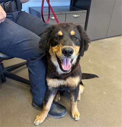 GOOBER, an adoptable Great Pyrenees in Mesa, AZ