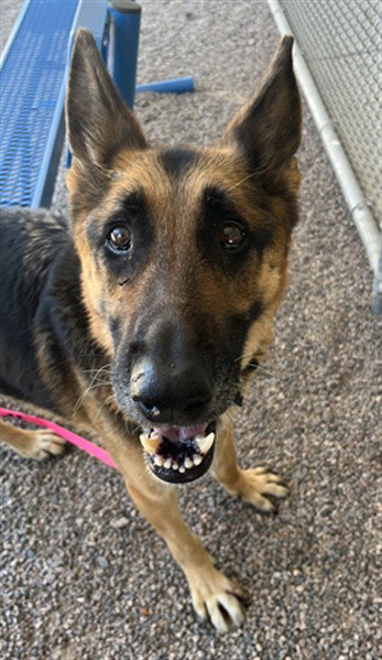 WILSON, an adoptable German Shepherd Dog in Mesa, AZ