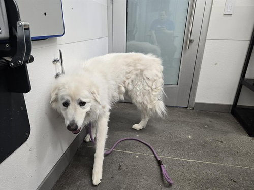 JAYDA, an adoptable Great Pyrenees in Mesa, AZ