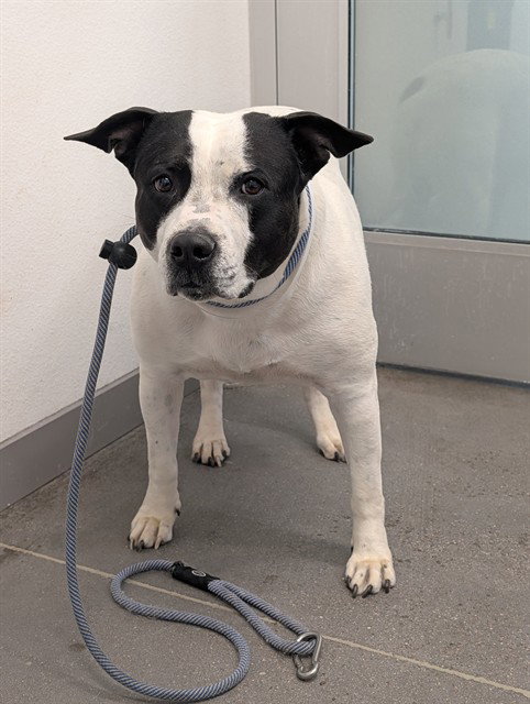 SNOOPY, an adoptable American Bulldog in Mesa, AZ
