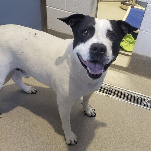 SNOOPY, an adoptable American Bulldog in Mesa, AZ
