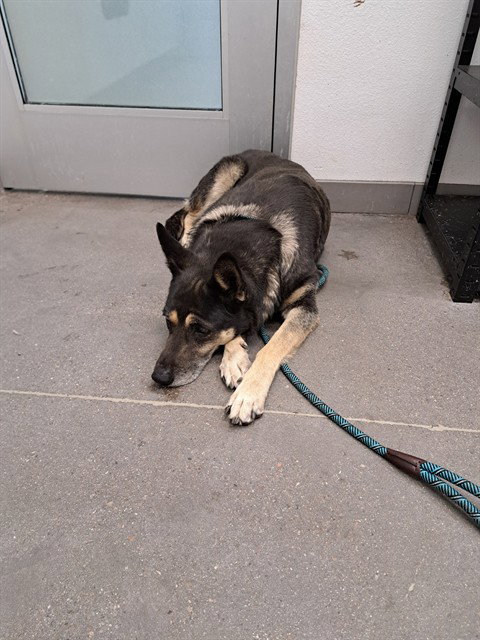 KALIPSO, an adoptable German Shepherd Dog in Mesa, AZ