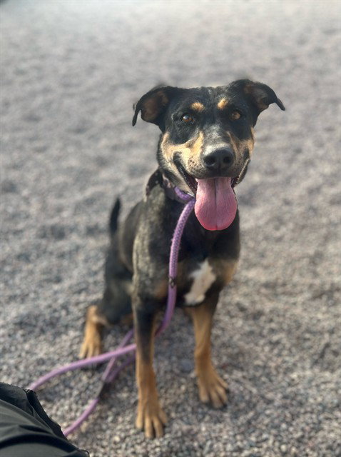 ABBY, an adoptable German Shepherd Dog in Mesa, AZ