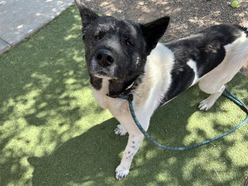 BRUCE, an adoptable Akita in Mesa, AZ