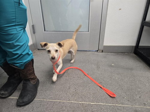 BUMPER, an adoptable Chihuahua in Mesa, AZ