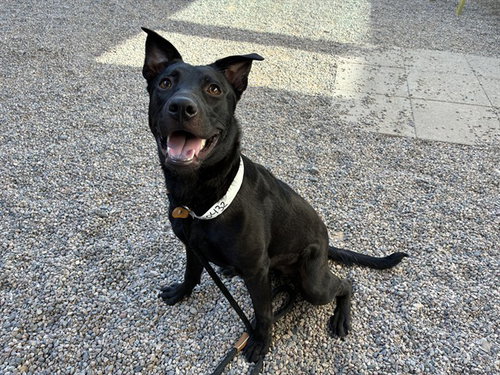 HAZEL, an adoptable Australian Kelpie in Mesa, AZ
