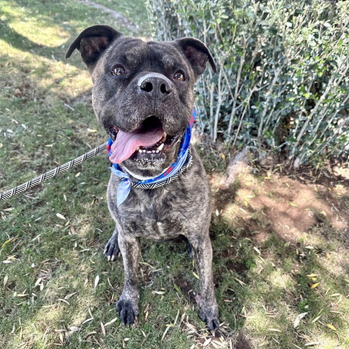 JUNO, an adoptable American Staffordshire Terrier in Mesa, AZ