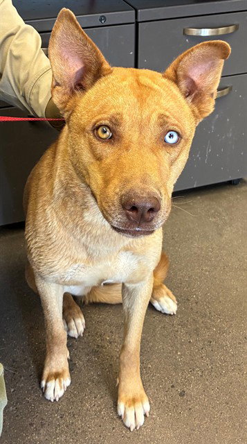 CINNABON, an adoptable Queensland Heeler in Mesa, AZ