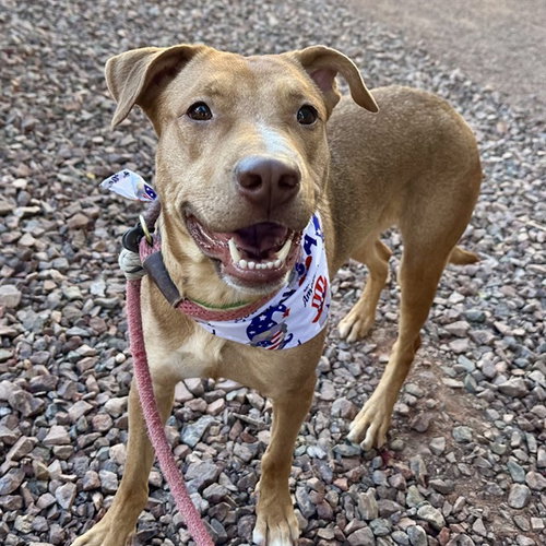 LUNA, an adoptable Labrador Retriever in Mesa, AZ