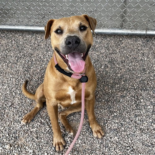 ARCHER, an adoptable Labrador Retriever in Mesa, AZ