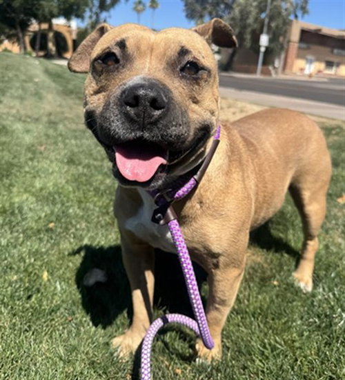 SWEET POTATO, an adoptable American Pit Bull Terrier in Mesa, AZ